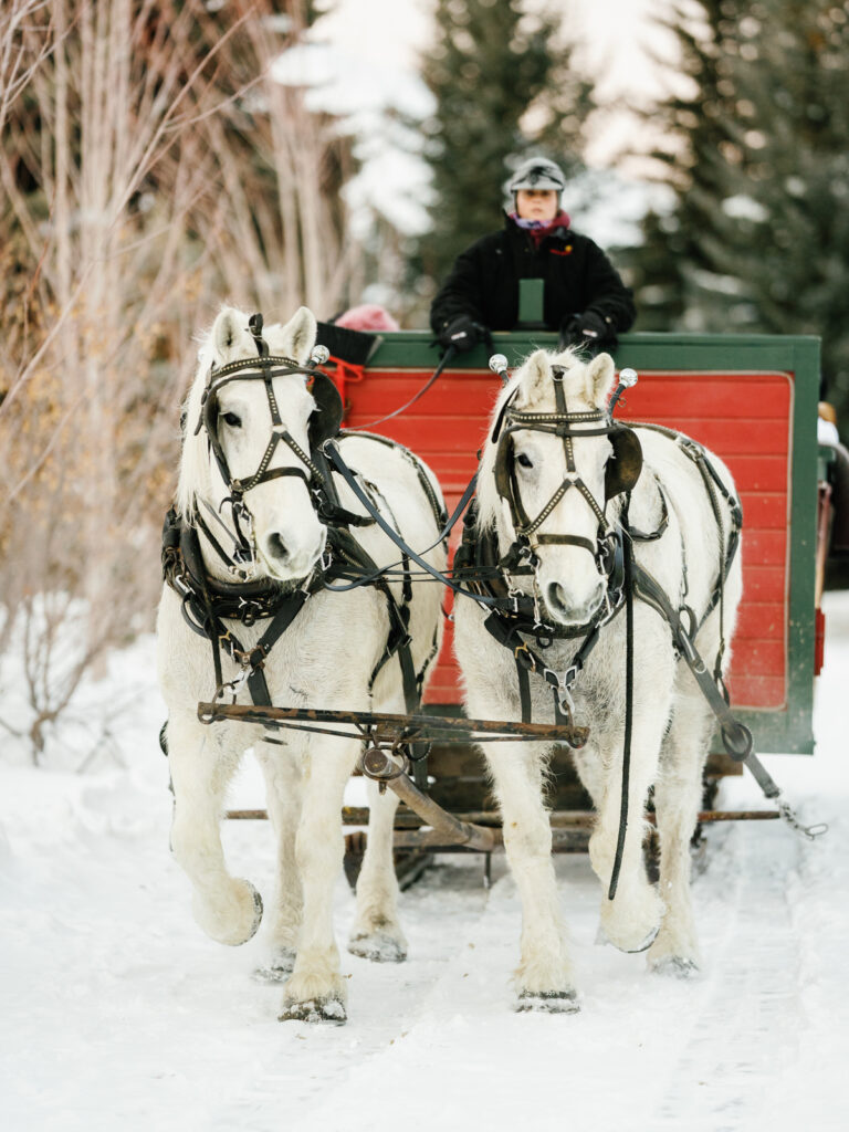 Sun Valley Winter Wedding horse sleigh