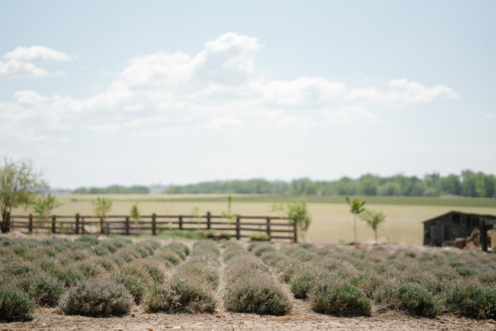 Boise Wedding Venue Deer Flat Ranch lavender